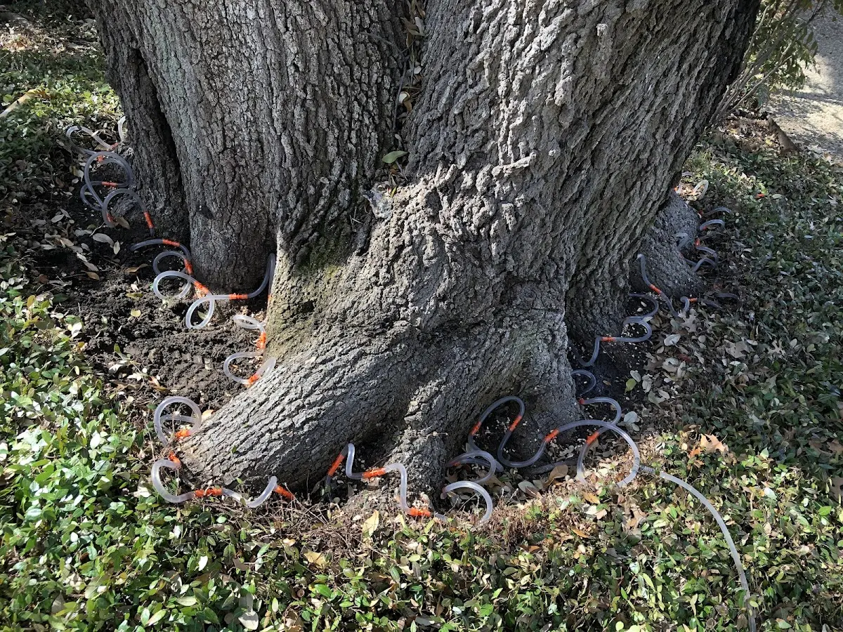 Detailed Tree Cabling and Bracing job site in Kimberton
