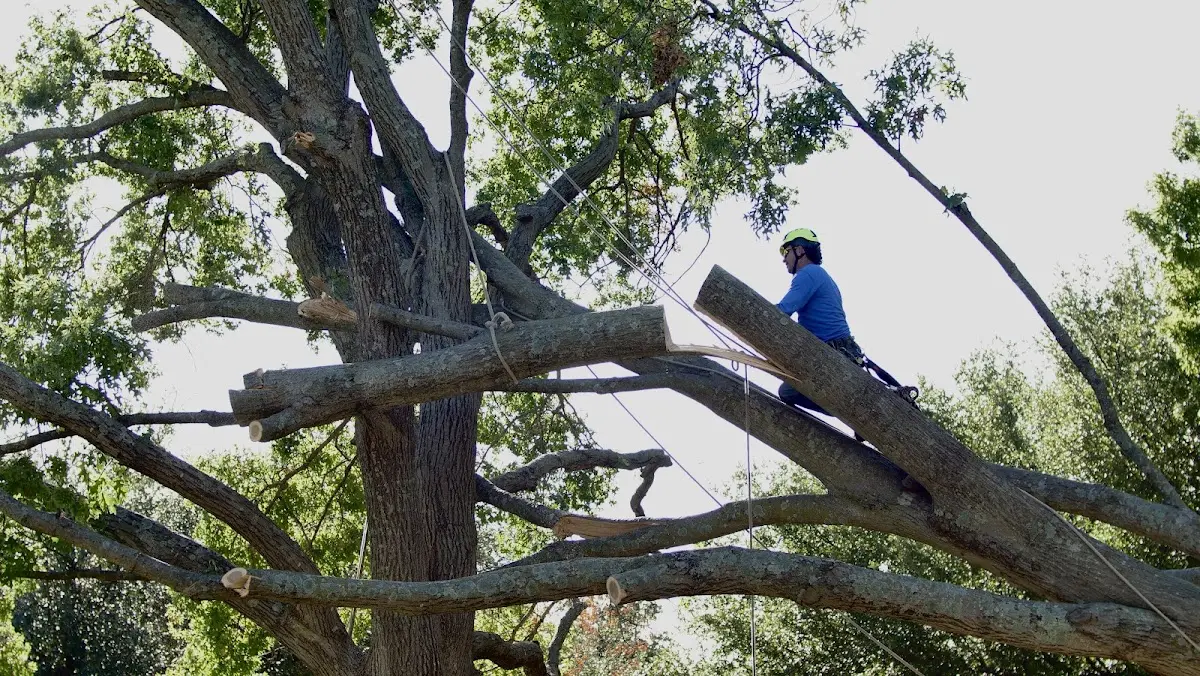 Professional Crown Thinning performed by certified arborists in Kimberton