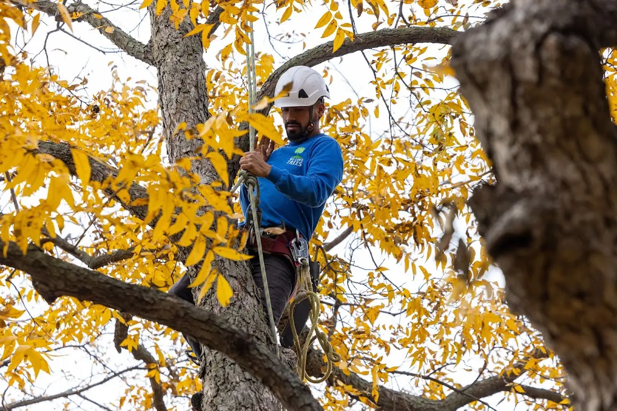 Skilled Tree Planting crew working in Kimberton